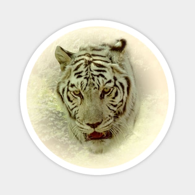 White tiger Magnet by Guardi